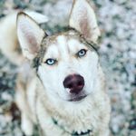 Profile Picture of Mark Johnson (@dont_forget_the_ice) on Instagram