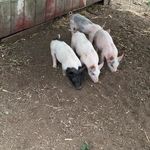 Profile Picture of Jason Stubbs (@jason.stubbs.108) on Instagram