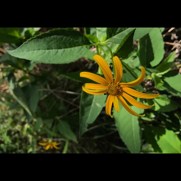 Profile Picture of Morgan Cois (@morgancois) on Poshmark