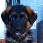 Profile Picture of Raymond åkerøy Paulsen (@raymond.paulsen) on Instagram