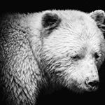 Profile Picture of Ian Enright (@enright.i) on Instagram