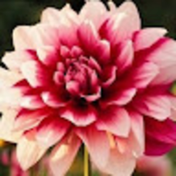 Profile Picture of Jennifer Cronon (@jennifercronon) on Poshmark