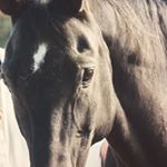 Profile Picture of andreathurner65@web.de (@andreathurner65web.de) on Instagram