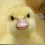 Profile Picture of Jason Winningham (@memelordjason) on Instagram