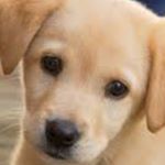 Profile Picture of Luke Vanderzwaag (@lukevanderzwaag) on Instagram