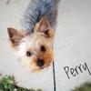 Profile Picture of Andrew Kirtman (@@perrytheyorkie) on Tiktok