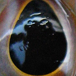 Profile Picture of Tibor Bognar (@value.cult) on Flickr