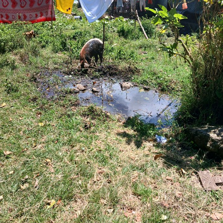 Profile Picture of Fernando Ellis (@fernando.ellis) on Tiktok