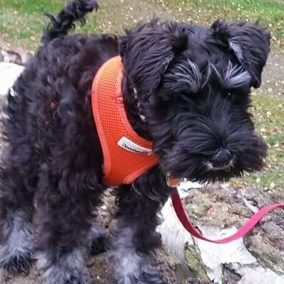 Profile Picture of Holly Polly (@hollyschnauzer) on Twitter