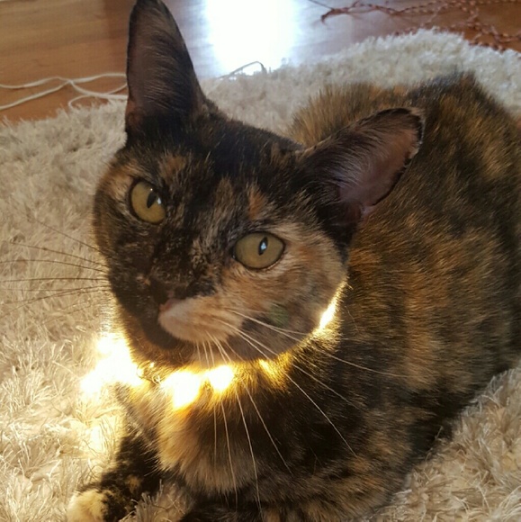 Profile Picture of Laila Kurgan (@lkk13) on Poshmark