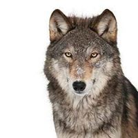 Profile Picture of Louise Watson (@louise-watson-56) on Quora