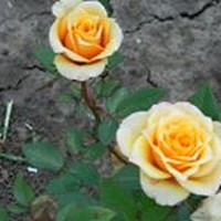 Profile Picture of Costin-constantin Stîngu (@costin-constantin-stîngu) on Quora