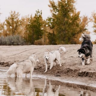 Profile Picture of Chloe, Louie, & Jameson (@huskiesatheart) on Instagram