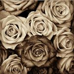 Profile Picture of daniella (@candidaoehring) on Instagram