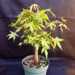 Profile Picture of William Fulton (@bulldogbonsai) on Instagram
