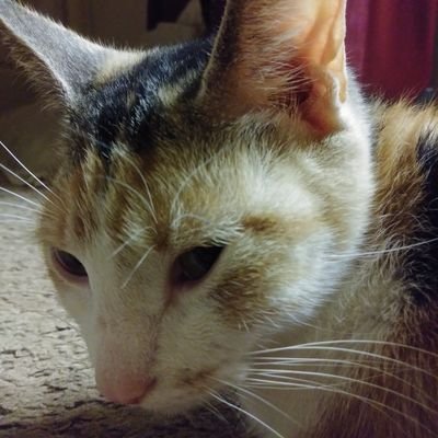 Profile Picture of Kenny (@KennethGulley12) on Twitter