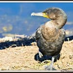 Profile Picture of Priscilla Browne (@priscillabrowne) on Instagram