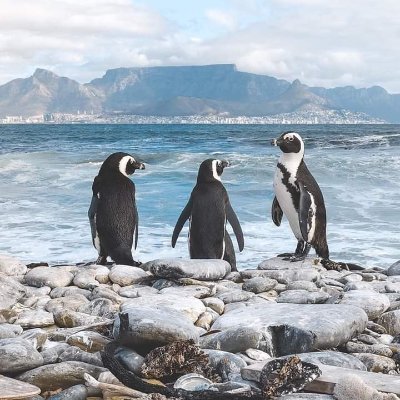 Profile Picture of Mike S. (@siebel1) on Twitter