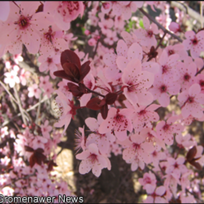 Ely Brees Steven - Twitter Profile Picture of Ely Brees Steven (@elybreessteven) on Twitter