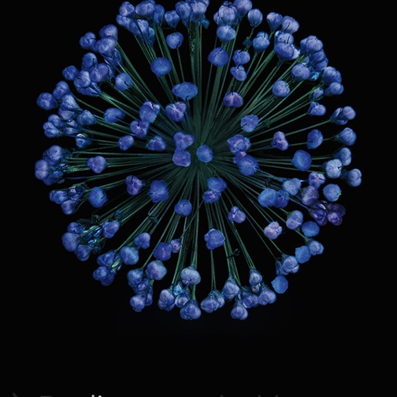 Profile Picture of Lupe Rangel (@luperangel) on Poshmark