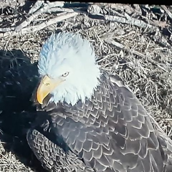 Profile Picture of Carol Chase (@carol_chase) on Poshmark