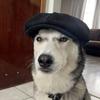 Profile Picture of   George Papadopoulos... (@georgepap24) on Tiktok
