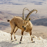 Simon Kaplan ISR - Flickr Profile Picture of Simon Kaplan ISR (@Simon Kaplan ISR) on Flickr