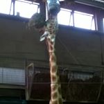 Profile Picture of Harvey Fry (@chips.blobs) on Instagram