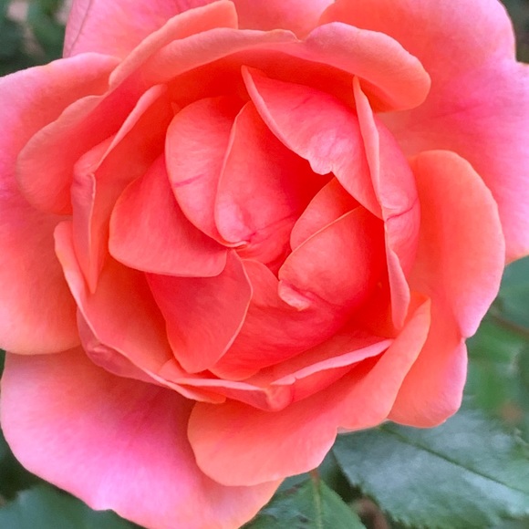 Profile Picture of Tracie Hayes (@clovers4u) on Poshmark