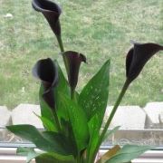 Profile Picture of Corinne Roberts-Ogonowski (@feyrhi) on Pinterest