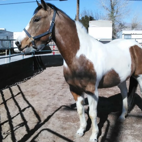 Profile Picture of Jo . germano (@jogermano780) on Poshmark