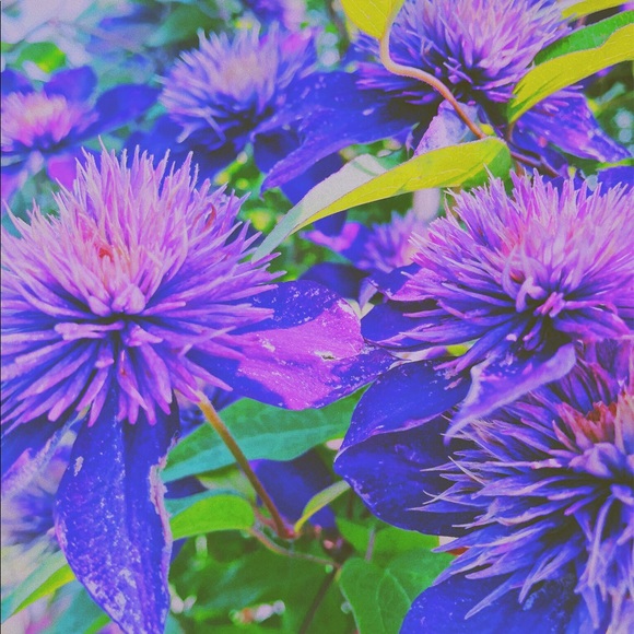 Profile Picture of Abby Moses (@abbymoses1) on Poshmark