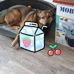 Profile Picture of David Kläser (@davidklaser) on Instagram