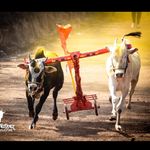 Profile Picture of बैलगाडा शर्यत✨ (@bailgada__sharyat1) on Instagram