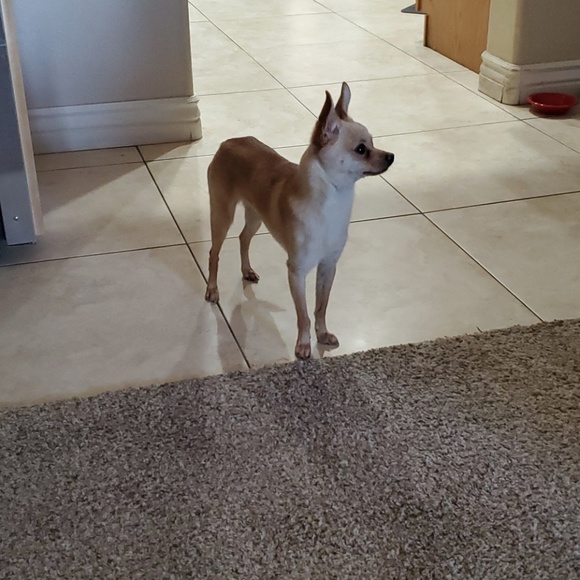 Profile Picture of Derick Wallaert (@dwsmopar) on Poshmark