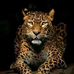 Profile Picture of Animals Fashion Sex Mix (@lindagreyland) on Instagram