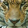 Profile Picture of Amanda Way (@amandaway8) on Tiktok