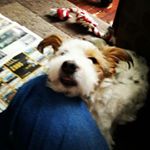 Profile Picture of David Colquhoun (@davidcolq82) on Instagram