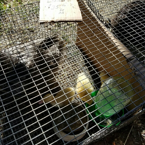 Profile Picture of Amy Miterko (@oliviasmom2012) on Poshmark