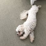 Profile Picture of Tater Grady Brockenbrough (@taterisasavage123) on Instagram