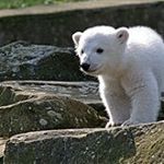 boble - Instagram Profile Picture of boble (@boblebeau27) on Instagram