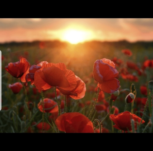 Profile Picture of Corey Gray (@coreygray921) on Poshmark