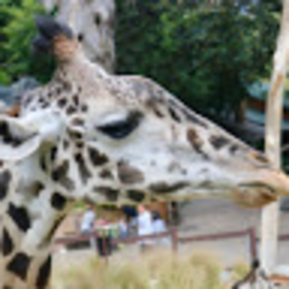 Profile Picture of Nichole Enriquez (@nikkisanchez674) on Poshmark