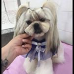 Profile Picture of i cuccioli di oh my dog (@laura_cuccioli_oh_my_dog) on Instagram