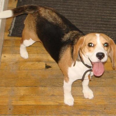 Profile Picture of Andrew Campanella (@CampanellaAndy) on Twitter