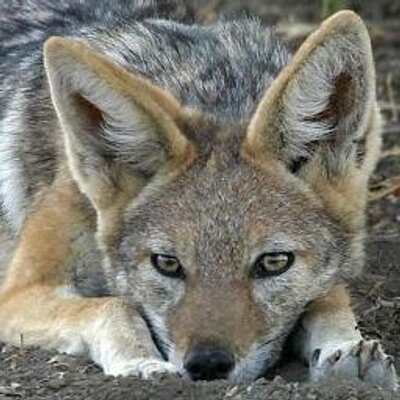 Profile Picture of James Jackel (@jackel_james) on Twitter