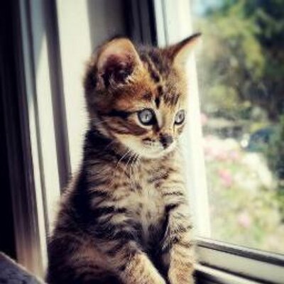 Profile Picture of Eman Abdalla (@emanabdalla8) on Twitter