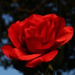 Profile Picture of August’s Rose (@aug_rose_photography) on Instagram