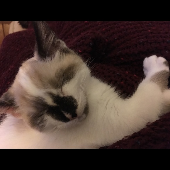 Profile Picture of Mollie Feierstein (@mollmollieb) on Poshmark