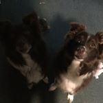 Profile Picture of Rosie And Jeter (@rosiejeter8) on Instagram